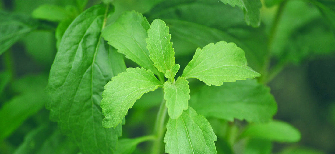 The Ultimate Guide to Stevia Leaf: Origins and Health Benefits