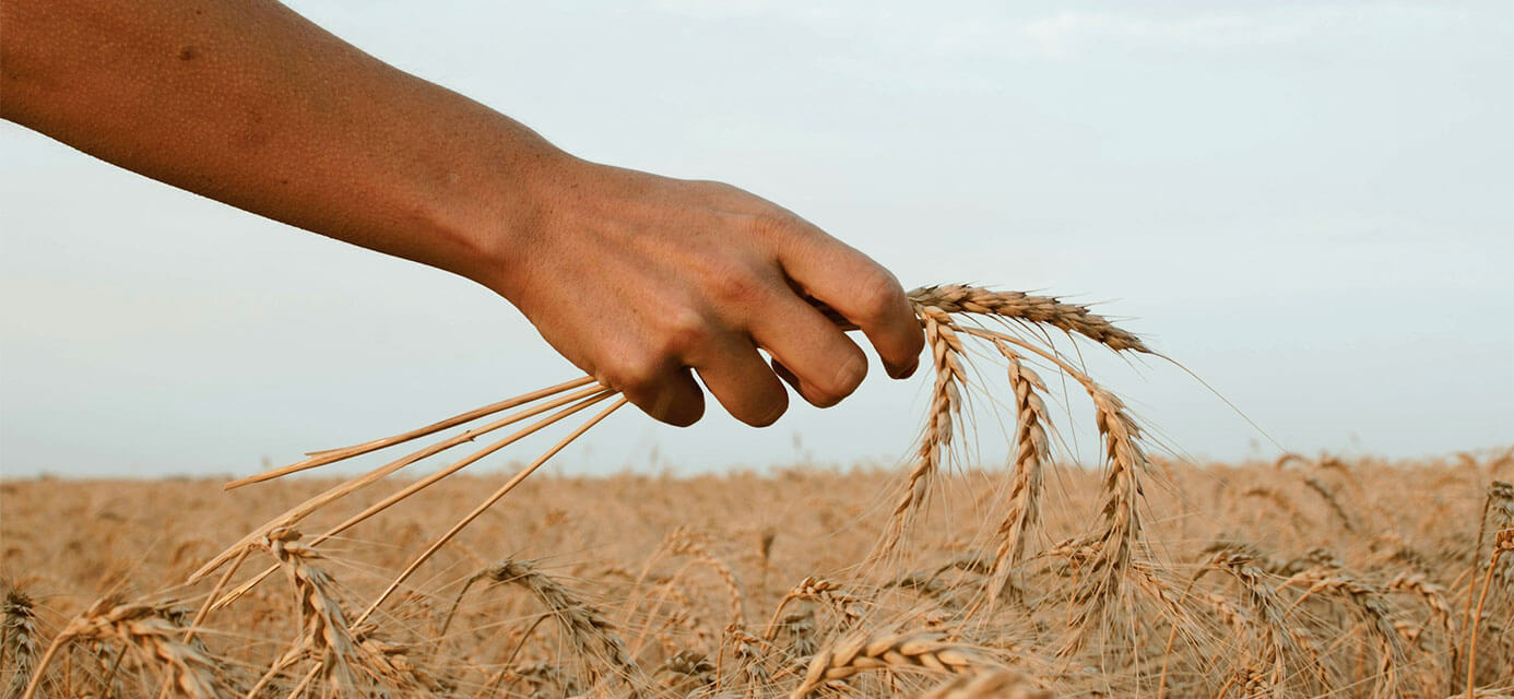 A female hand holding a few pieces of wheat over a wheat field at harvest time.
